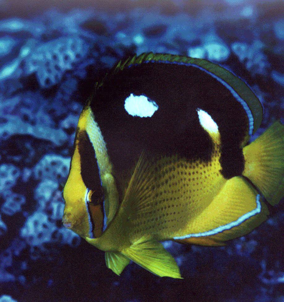 Butterfly Fish